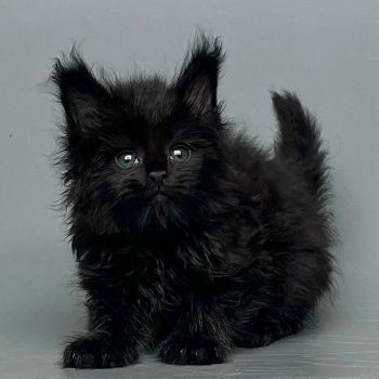 WhatsApp Image 2025-08-25 at 21.52.46